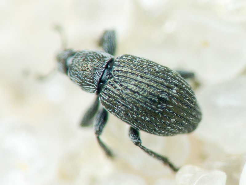 Pseudoperapion brevirostre (Herbst, 1797)